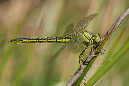 Closeup on a western clubtail dragonfly, Gomphus pulchellus perched in vegetation
