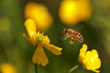 Abeille qui vole vers une fleur 