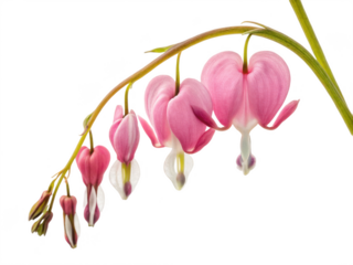 Bleeding heart flower png pink flower png ornamental plant png heart-shaped bloom png spring flower png transparent png