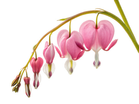 Bleeding heart flower png pink flower png ornamental plant png heart-shaped bloom png spring flower png transparent png