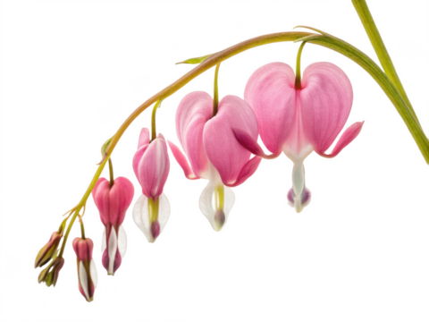 Bleeding heart flower png pink flower png ornamental plant png heart-shaped bloom png spring flower png transparent png