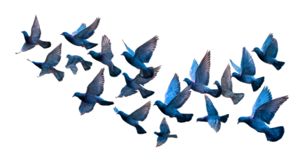 Birds flying in formation against a transparent background