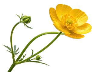 Buttercup flower png yellow bloom png wildflower png spring flower png garden plant png small flower png transparent png