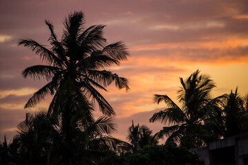 Obraz premium The silhouettes of palm trees against a dramatic pink and golden sunset in the city of Maxixe, Mozambique,