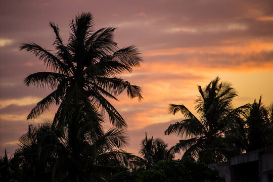 The silhouettes of palm trees against a dramatic pink and golden sunset in the city of Maxixe, Mozambique,