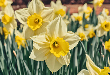 Daffodil flower photography, yellow spring flowers, floral garden bloom, nature close up, blossom, petal