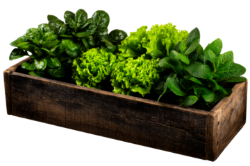 Fresh green lettuce and herbs in wooden planter