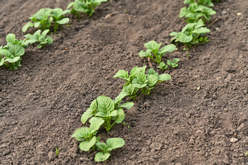 Young potato shoots growing organically in open-air garden beds. Potato plant symbolizes clean agriculture, zero chemicals, and mindful connection to earth and seasonal rhythms.