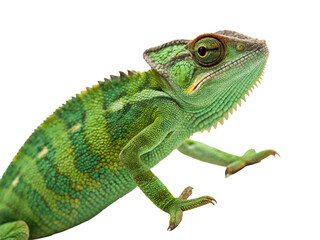 Obraz premium Chameleon animal png camouflage reptile png arboreal lizard png color morphing lizard png exotic animal png transparent png