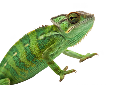 Chameleon animal png camouflage reptile png arboreal lizard png color morphing lizard png exotic animal png transparent png