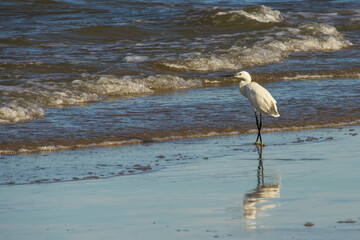 A Little White Egret, Egretta Garzetta, with its reflection on the wet sand on a Mozambique beach.