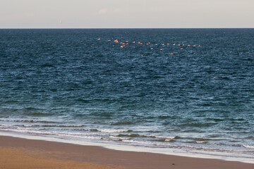 Distant view of a flock of greater flamingo’s (Phoenicopterus roseus) in flight over the bright blue ocean of the Mozambique coast.