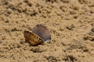 A single empty clam shell, abandoned among the crab feeding balls on the sandy Inhassoro beach in Mozambique.