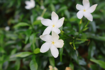Close-up of delicate pinwheel jasmine flowers with soft focus green foliage in the background.