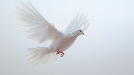 Obraz premium White Dove of Peace Flying in the Sky
