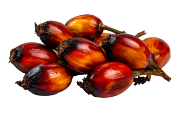 A cluster of ripe palm fruits displays rich red and orange hues