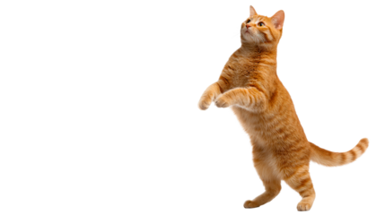 Playful orange cat standing on hind legs with curiosity