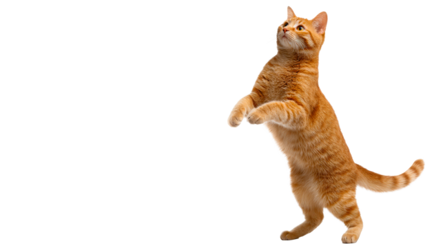 Playful orange cat standing on hind legs with curiosity