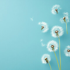 Close-up of dandelion seeds against a pale blue background, some flying gently in the wind 