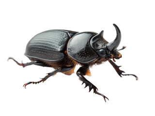 Dung beetle animal png dung beetle insect png beetle species png small dung beetle png rolling dung beetle png transparent png