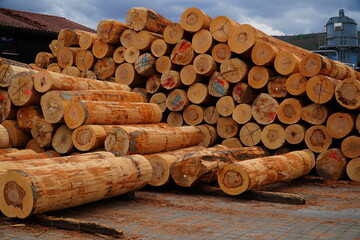 Freshly felled, heavy beech logs from the Reinhardswald, which have already been peeled of the...