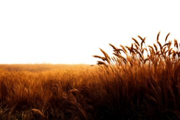 Golden grass field swaying under sunset glow in quiet landscape