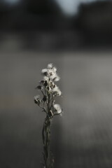 herbs growing on impossible place