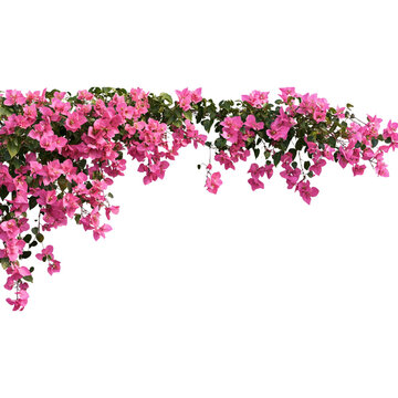 Pink bougainvillea flowers hanging down the left side transparent background.PNG format