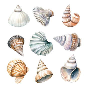 Cute cartoon watercolor A collection of beautiful shell