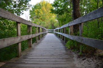 Fototapeta premium wooden bridge in the forest