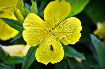 yellow flower with water drops and tiny bug