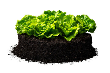 Fresh lettuce growing in rich soil with transparent background
