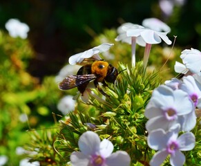 bee on a flower
