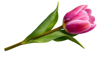 Beautiful pink tulip with green leaves on transparent background
