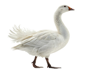 Obraz premium Goose animal png domestic goose animal png white goose bird png wild goose species png migratory goose bird png transparent png