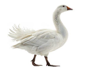 Goose animal png domestic goose animal png white goose bird png wild goose species png migratory goose bird png transparent png