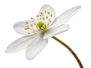 Hepatica flower png hepatica wildflower png purple hepatica flower png blooming hepatica flower png forest hepatica flower png transparent png