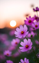 Beautiful Pink Cosmos Flowers at Sunset