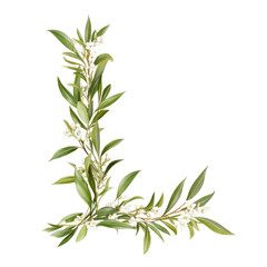 Obraz premium L-Shaped Floral Arrangement With Green Leaves And White Flowers On Transparent Background