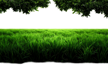 Lush green grass under vibrant tree branches during daytime