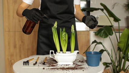 young florist woman in apron holds hyacinth flowers in new ceramic pot and waters houseplant from water sprayer at home kitchen after repotting. Seasonal work with transplantation plants.