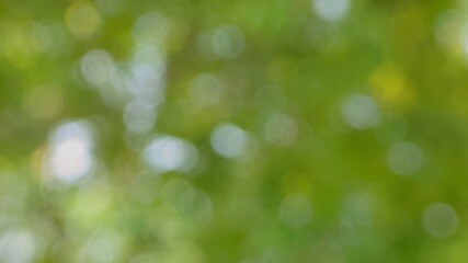 Fototapeta premium Abstract green blurred background with natural bokeh light effects.