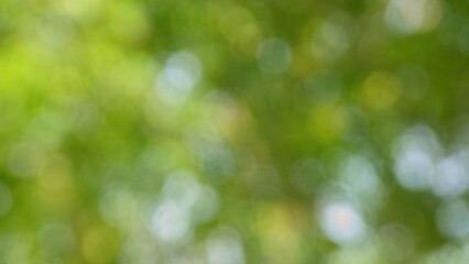 Abstract green blurred background with natural bokeh light effects.