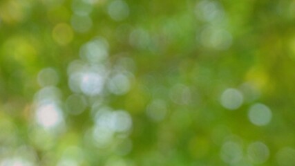 Obraz premium Abstract green blurred background with natural bokeh light effects.