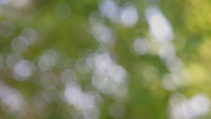 Obraz premium Green bokeh blurred shiny abstract background with a glowing holiday sparkle