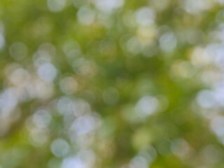 Obraz premium Abstract green blurred background with natural bokeh light effects.