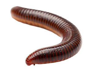 Leech animal png leech species png wild leech animal png freshwater leech animal png medical leech species png transparent png