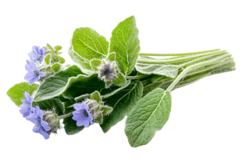 A bundle of fresh borage on a white background