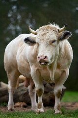 A muscular, light-colored bull with small horns stands in a field, looking directly at the camera. Trees are blurred in the background.