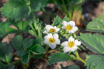 Green leaf and white flowers of strawberry bloom in vegetable garden. Bushes of strawberry fragaria...